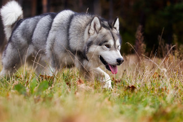 Alaskan malamute dog outdoors