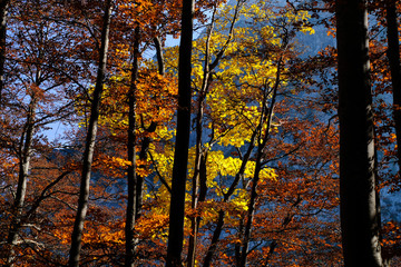 Autumn coloured trees