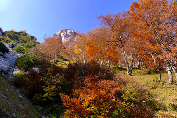 Autumn coloured trees