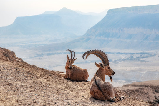 Fototapeta Morning In Negev Desert