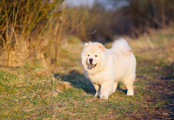 Perfect white chow-chow