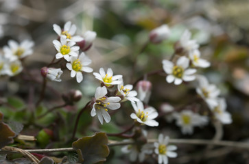 Blooming spring draba, Erophila verna 