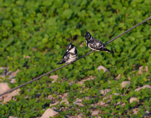 Two Pied Kingfishers Fishing from Wire