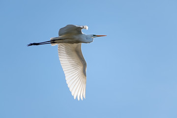 great egret (Ardea alba), a large white heron bird in flight against the clear blue sky, copy space
