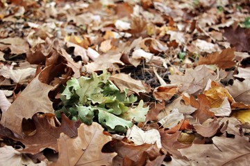 Autumn pattern - mixed colorful leaves on the ground - useful as a background image