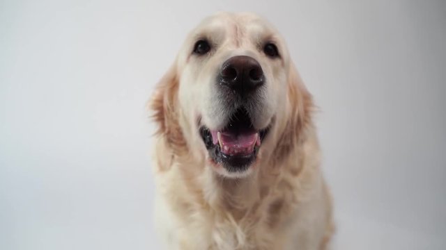 cute dog - portrait of a beautiful golden retriever on white background - slow motion, high speed camera