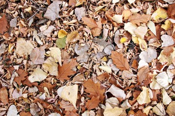 Autumn pattern - mixed colorful leaves on the ground - useful as a background image