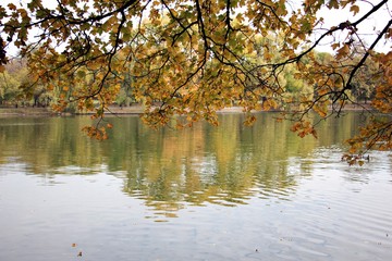 Tree with yellow autumn leaves hanging over the water.