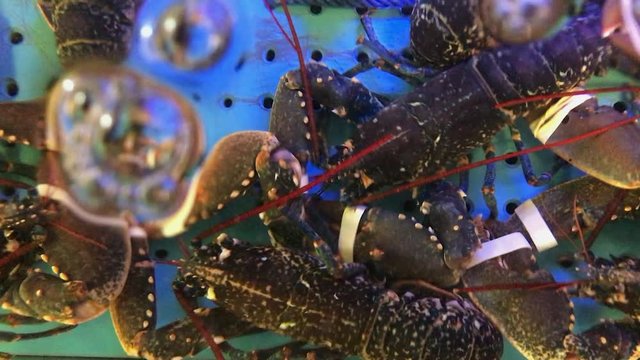 Live Lobsters in Tank Through Water