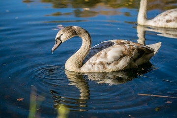 Close up image of elegant young grey and white mute swan with orange beak swimming in blue lake drinking, reflection in water, bright sunny autumn day