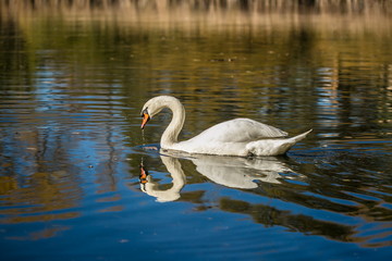 Graceful white mute swan with orange beak swimming in blue lake drinking, reflection in water, waves, bright sunny autumn day, blurry background