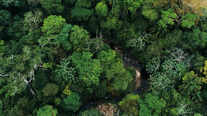 Aerial drone image of the rainforest and a small river at Amboro National Park, Bolivia