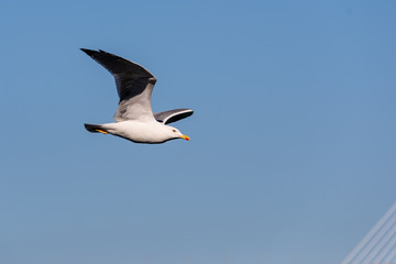 Seagull flying towards the bridge of Cadiz 