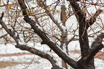 snowy Branches