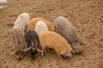 Obraz premium Young pigs of the Hungarian Mangalci and Duroc breed on their paddock. The concept of small farms.