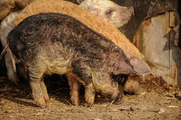 Young pigs of the Hungarian Mangalci and Duroc breed on their paddock. The concept of small farms.