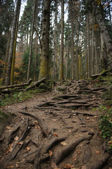 Fototapeta premium path in forest