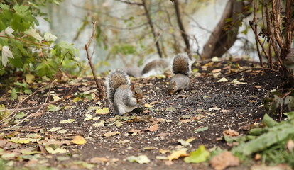  squirrels eat sunflower seeds in the autumn forest