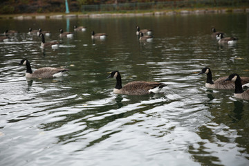 geese in a pond in a park