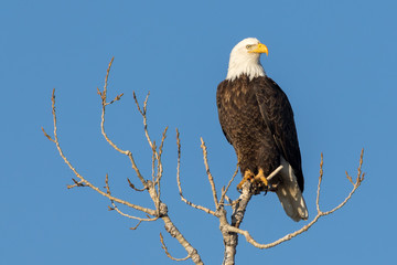 Gorgeous Perched Eagle