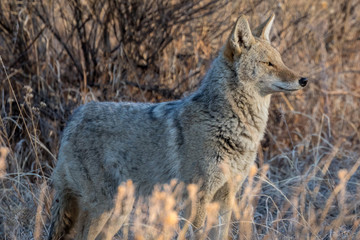 Frosty Coyote