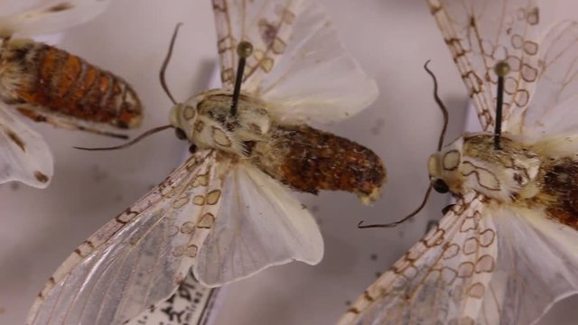 Hypercompe spp.