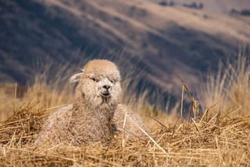 Peruan alpaca