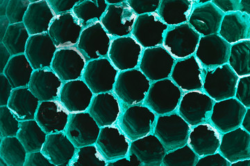 wasp's empty nest, close-up, background image for text placement