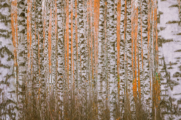 Picturesque landscape of birch tree forest in autumn colors. White birch trees growing parallel to each other with orange leaves. 