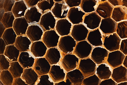 wasp's empty nest, close-up, background image for text placement