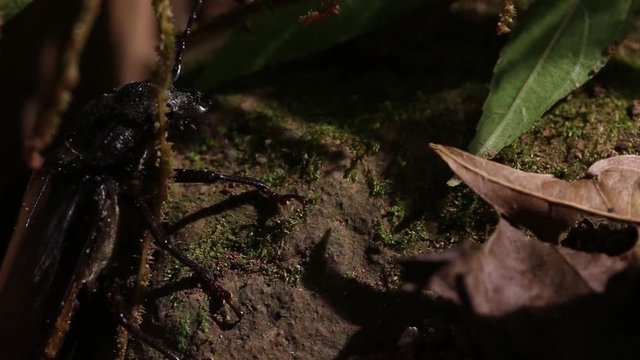 Big beetle and centipede in an artificial setting