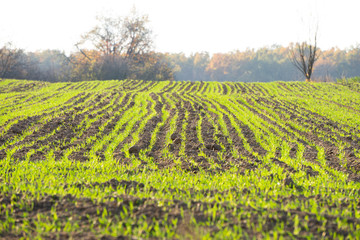 Fototapeta na wymiar green field in autumn, background image of a tree in a field, rural industry