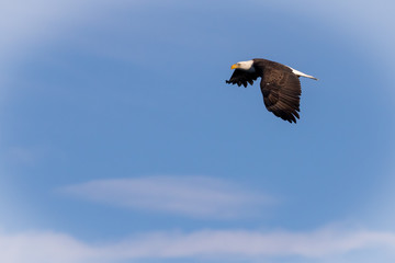 Cloudy Eagle