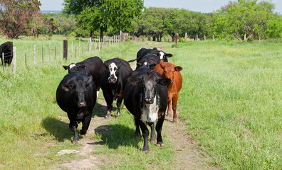 Cattle Walk