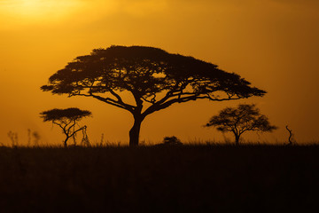 Naklejka na ściany i meble Acacia trees at sunrise with beatiful red sky in background. National Park of Serengeti Tanzania.