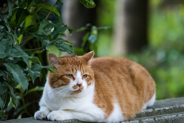 街猫　野良猫