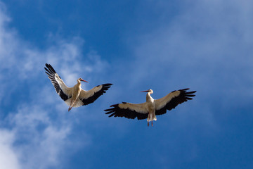 Storks dancing on blue Sky