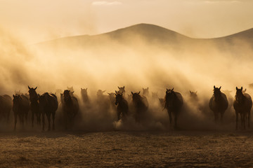 Landscape of wild horses running at sunset with dust in background. - obrazy, fototapety, plakaty