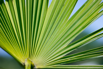 Obraz premium palm tree against the blue sky