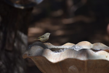 Ruby-crowned Kinglet on birdbath