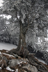 Baum Winter