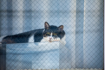 街猫　野良猫