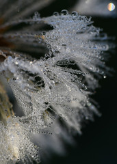 Macro of dew on a dandelion