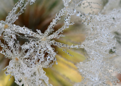 Macro of dew on a dandelion