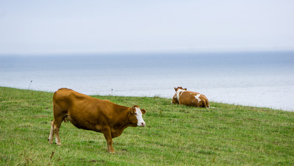 Kühe am Atlantik in Irland