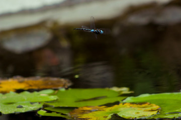 Libélula azul volando sobre un estanque con hojas acuáticas