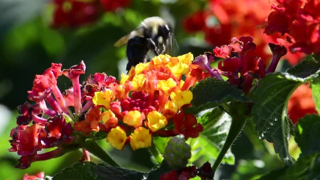 bumble bee pollinates beautiful red and yellow garden flowers close up