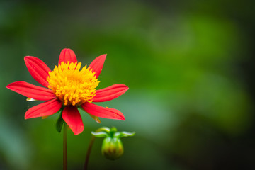 Flor naranja silvestre