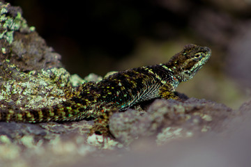 Gecónido, geco o gekko posado sobre un basalto 1