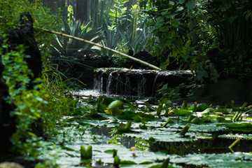 Estanque de ambiente selvático con cascada 2
